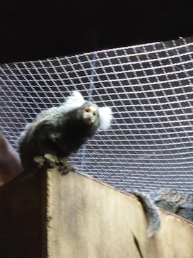 恩賜上野動物園に投稿された画像（2026/4/29）