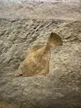 しながわ水族館に投稿された画像（2026/4/29）