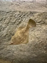 しながわ水族館に投稿された画像（2026/4/29）