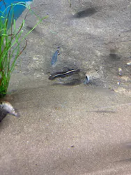 しながわ水族館に投稿された画像（2026/4/29）