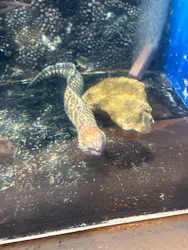 しながわ水族館に投稿された画像（2026/4/29）