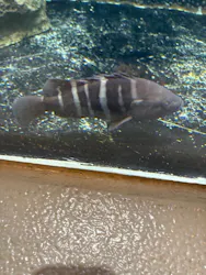 しながわ水族館に投稿された画像（2026/4/29）