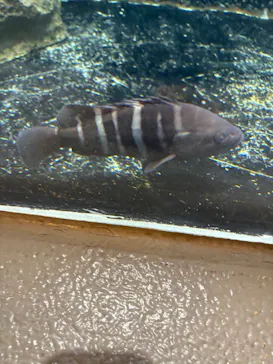 しながわ水族館に投稿された画像（2026/4/29）
