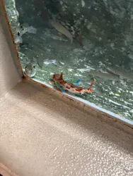 しながわ水族館に投稿された画像（2026/4/29）