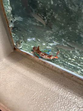 しながわ水族館に投稿された画像（2026/4/29）