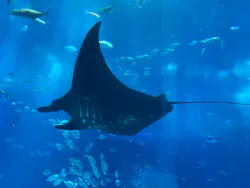 沖縄美ら海水族館に投稿された画像（2026/4/29）