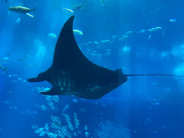 沖縄美ら海水族館に投稿された画像（2026/4/29）