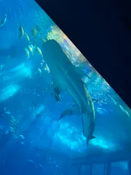 沖縄美ら海水族館に投稿された画像（2026/4/29）