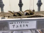 滋賀県立琵琶湖博物館に投稿された画像（2026/4/29）