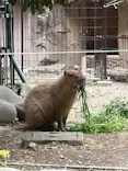 名古屋市東山動植物園に投稿された画像（2026/4/29）