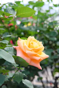 京成バラ園に投稿された画像（2026/4/29）