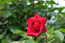 京成バラ園に投稿された画像（2026/4/29）