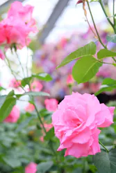 京成バラ園に投稿された画像（2026/4/29）