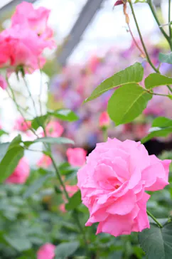 京成バラ園に投稿された画像（2026/4/29）