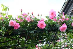 京成バラ園に投稿された画像（2026/4/29）