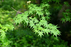 京成バラ園に投稿された画像（2026/4/29）