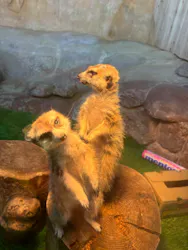 那須どうぶつ王国に投稿された画像（2026/4/29）