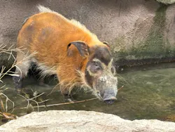 那須どうぶつ王国に投稿された画像（2026/4/29）