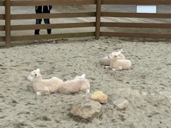 那須どうぶつ王国に投稿された画像（2026/4/29）