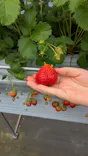 Strawberry Farm シャインベリーに投稿された画像（2026/4/29）