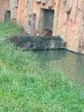 多摩動物公園 ライオンバス乗車券に投稿された画像（2026/4/29）