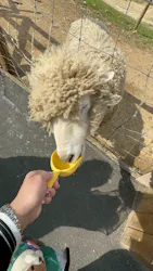 那須どうぶつ王国に投稿された画像（2026/4/29）