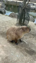 那須どうぶつ王国に投稿された画像（2026/4/29）