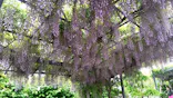 万博記念公園に投稿された画像（2026/4/29）