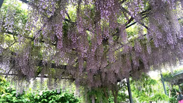 万博記念公園に投稿された画像（2026/4/29）