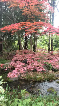 万博記念公園に投稿された画像（2026/4/29）