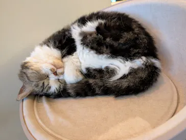 猫カフェモカ　池袋東口店に投稿された画像（2026/4/29）