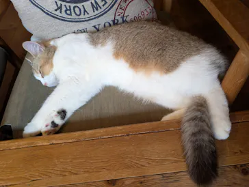猫カフェモカ　池袋東口店に投稿された画像（2026/4/29）