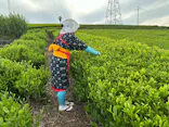 有限会社ヤマタカ櫻井製茶に投稿された画像（2026/4/29）