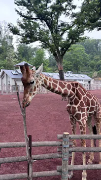 多摩動物公園に投稿された画像（2026/4/29）