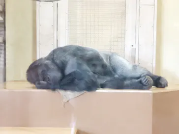 名古屋市東山動植物園に投稿された画像（2026/4/29）