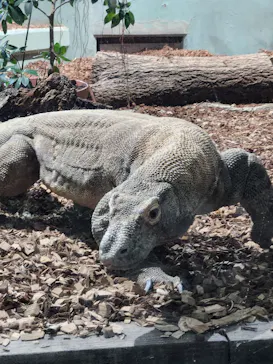 名古屋市東山動植物園に投稿された画像（2026/4/29）