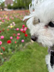 滋賀農業公園ブルーメの丘に投稿された画像（2026/4/29）