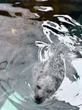 しながわ水族館に投稿された画像（2026/4/29）