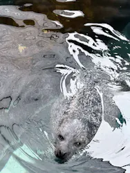 しながわ水族館に投稿された画像（2026/4/29）