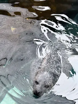 しながわ水族館に投稿された画像（2026/4/29）