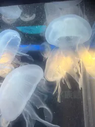 しながわ水族館に投稿された画像（2026/4/29）