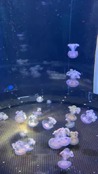 新江ノ島水族館に投稿された画像（2026/4/29）