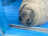 ゼロ距離水族館 伊勢シーパラダイスに投稿された画像（2026/4/29）