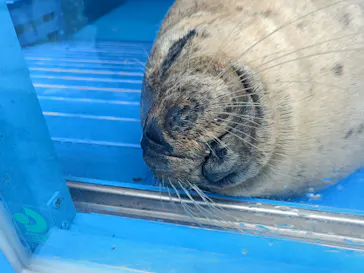 ゼロ距離水族館 伊勢シーパラダイスに投稿された画像（2026/4/29）