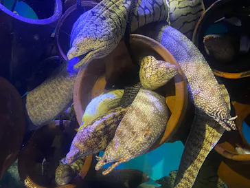 竹島水族館に投稿された画像（2026/4/29）