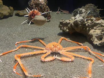 竹島水族館に投稿された画像（2026/4/29）