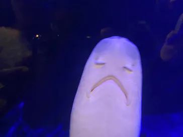 竹島水族館に投稿された画像（2026/4/29）