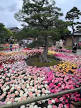 日本庭園　由志園に投稿された画像（2026/4/29）