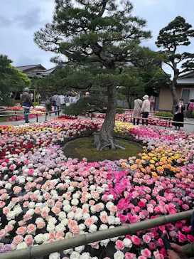 日本庭園　由志園に投稿された画像（2026/4/29）