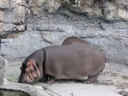 天王寺動物園に投稿された画像（2026/4/29）